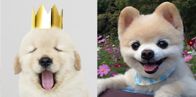 “우리 집 댕댕이 이름도 있는지 볼까”… 견주들 사이 가장 핫한 강아지 이름 10