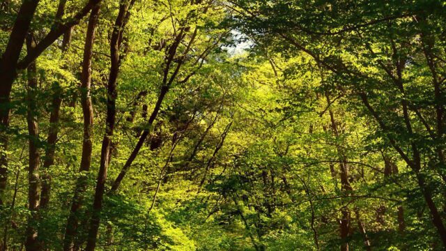 새롭게 열린 비밀의 숲