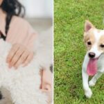 애견미용실에 맡긴 반려견 실종… “원장은 로드킬 2시간 뒤 ‘개가 탈출했다’ 연락해”