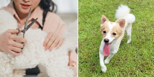 애견미용실에 맡긴 반려견 실종… “원장은 로드킬 2시간 뒤 ‘개가 탈출했다’ 연락해”