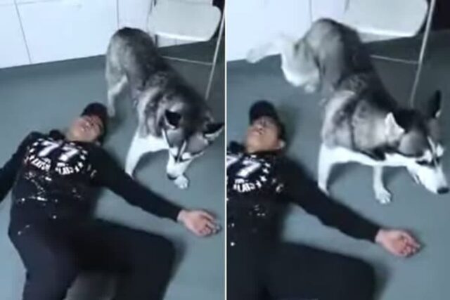 강아지 보는 앞에서 장난 삼아 쓰러진 척 연기한 남성이 겪은 생각지 못한 ‘반전 결말’