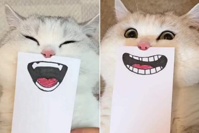 고양이 얼굴 위에 저마다 다른 표정의 입모양 그림 카드 살포시 올려봤더니 벌어진 일