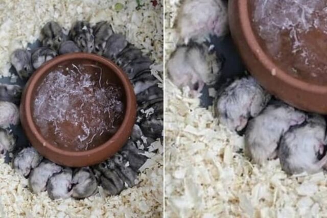 계속되는 무더위에 지친 햄스터들 위해 ‘시원한 얼음물’ 담은 그릇 넣어줬더너 벌어진 일