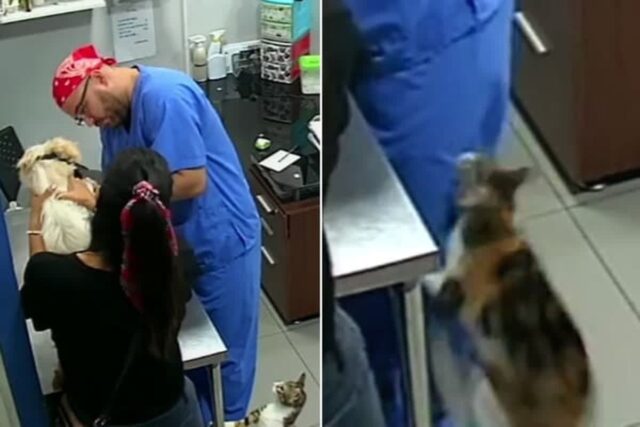 주사 맞기 무섭다며 떼쓰는 강아지 모습에 수의사가 괴롭힌 줄 알고 허벅지 깨문 고양이
