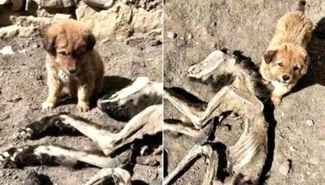 오래전 엄마가 죽은 줄도 모르고 몇개월째 자리를 떠나지 않는 아기 강아지의 슬픈 눈빛