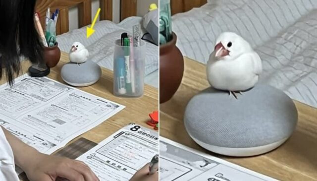 “엄마가 딴짓하는지 지켜보랬어!”…몰래 숙제 안 하고 게임하려던 딸이 멘붕 온 이유