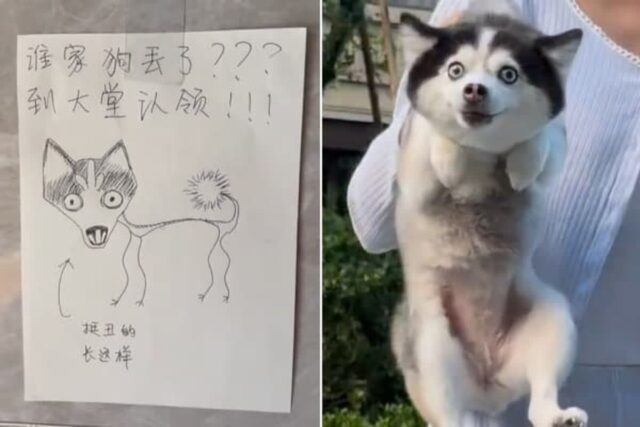 강아지의 주인 찾고 있다는 전단지 속 강아지 그림이 ‘싱크로율 100%’라고 난리난 이유