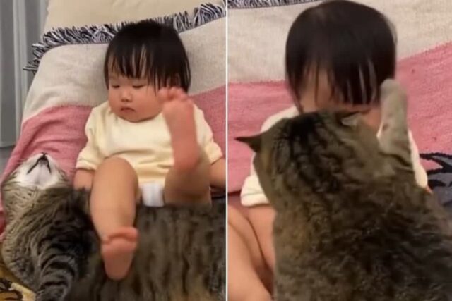 고양이 몸에 다리 올려서 장난쳤다 ‘냥펀치’로 얼굴 맞고 너무 아파 멘붕 온 아기 집사