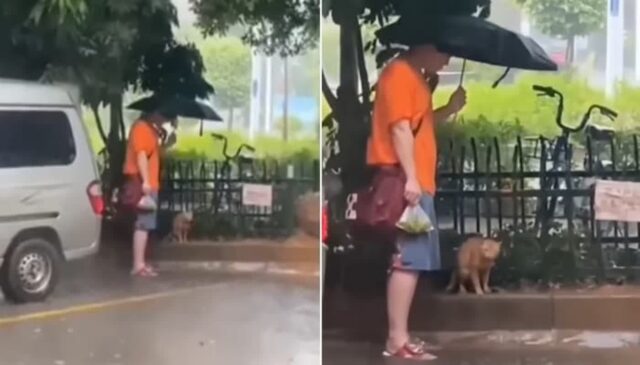 온몸으로 비 맞고 있는 길고양이 불쌍해 비 그칠때까지 우산 씌워준 스윗한 남성
