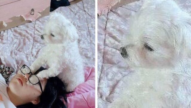 울집 댕댕이에게 유튜브로 ‘고양이 꾹꾹이’ 가르친 집사가 잠시후 멘붕 온 이유