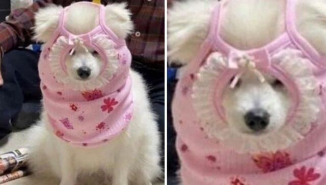 산책 나간다고 아빠한테 댕댕이 옷 입히라고 했다가 엄마가 ‘버럭’ 화낸 이유