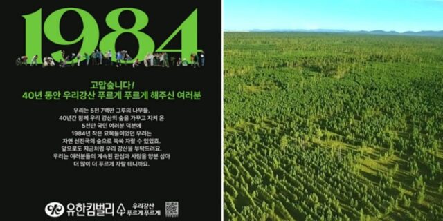 나무 심어 가꾼 숲만 ‘여의도 56배’ 크기… 유한킴벌리의 ‘우리강산 푸르게 푸르게’ 40년
