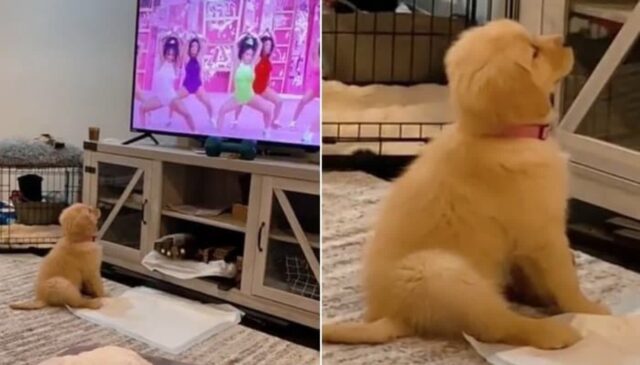 학교 끝나고 와서 댕댕이랑 놀 생각에 신난 아이들이 집에 왔다가 멘붕 온 이유