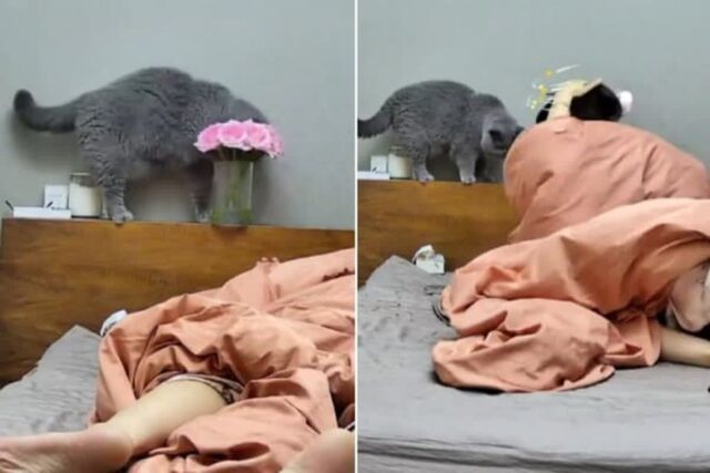 침대에 올려져 있는 꽃병 옮기더니 게임하는 집사의 머리 향해 밀어 떨어뜨린 고양이