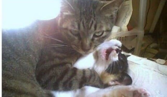 “뭘 보고 서있어!”…밥 먹으라고 고양이 찾았다가 1초만에 방문 닫은 이유