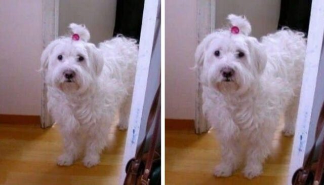 “오빠! 엄마가 밥 먹으래”…엄마 심부름 왔다가 게임에 정신팔린 집사를 본 댕댕이 표정