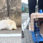 고속도로에 갇혀서 나올 수 없는 ‘고양이’ 위해 발 벗고 나선 여성