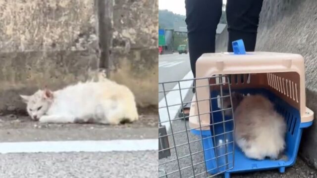 고속도로에 갇혀서 나올 수 없는 ‘고양이’ 위해 발 벗고 나선 여성