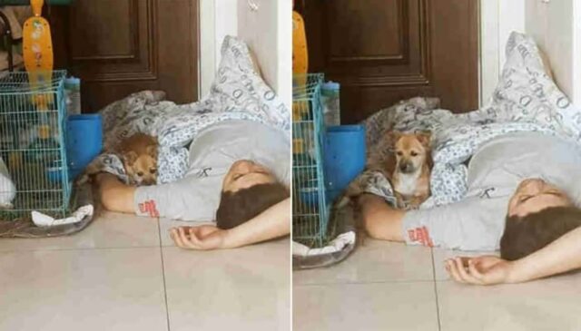개 키우지 말라고 반대했던 남편이 매일 아침 강아지 집앞에서 발견됐던 이유
