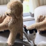 ‘고양이 머리’ 쓰다듬은 사람 뚫어져라 보더니…똑같이 따라한 천재견 ‘나도 할 수 있개’