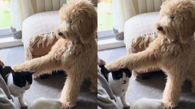 ‘고양이 머리’ 쓰다듬은 사람 뚫어져라 보더니…똑같이 따라한 천재견 ‘나도 할 수 있개’