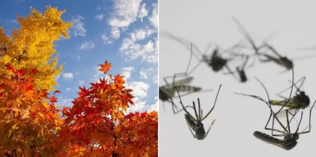 폭염에 올여름 모기 없어 좋았는데… 이제는 가을에 ‘우글우글’ 한다