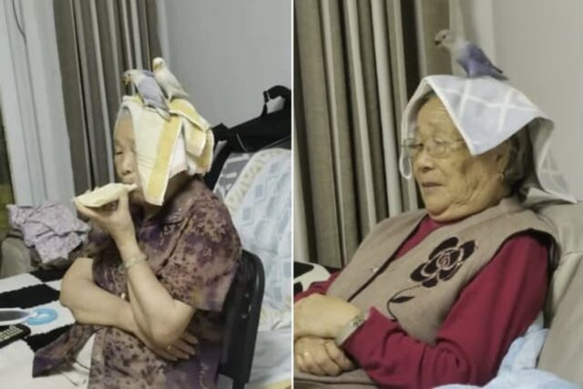 앵무새 키우는 할머니가 매일 집에서 TV 볼 때마다 머리에 수건 덮고 있었던 진짜 이유
