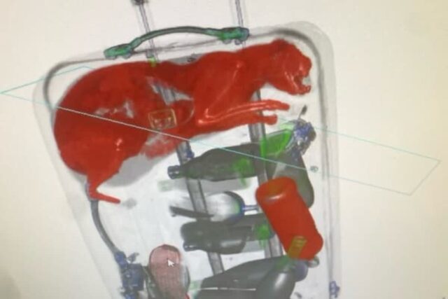 공항 보안 검색대 통과한 캐리어 엑스레이에 찍힌 고양이 같은 물체의 충격적 반전 정체