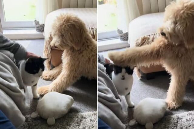 손 뻗어서 고양이 쓰담쓰담해주는 집사 모습 유심히 관찰하던 강아지가 실제 보인 행동