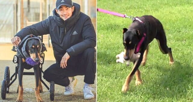 일어서지도 못했던 ‘전신마비’ 반려견 벨 지극정성 돌본 배정남… 스스로 걷는 기적 만들었다 (영상)