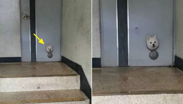 아파트에 전단지 돌리러 간 알바생이 매일 늦게 돌아오길래 왜 그런가 물어봤더니 보여준 사진