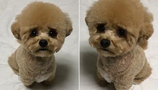 다이어트 시작한 댕댕이에게 “안돼! 오늘 간식 없어~” 했더니 지어보인 표정