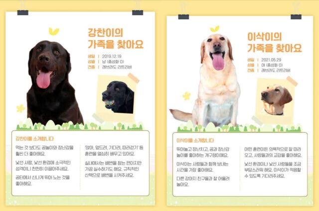 관세청, “리트리버 훈련견 6마리의 새로운 가족을 찾아요!”