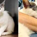 새 가족에 입양됐던 장애묘, 행복해지나 했는데… 상자에 버려져 보호소로 돌아왔다