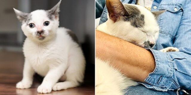 새 가족에 입양됐던 장애묘, 행복해지나 했는데… 상자에 버려져 보호소로 돌아왔다