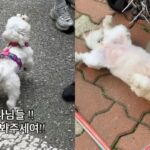 강아지가 모든 택배 기사를 좋아하게 된 계기..’처음 보는 사람도 너무 좋아’