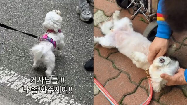 강아지가 모든 택배 기사를 좋아하게 된 계기..’처음 보는 사람도 너무 좋아’