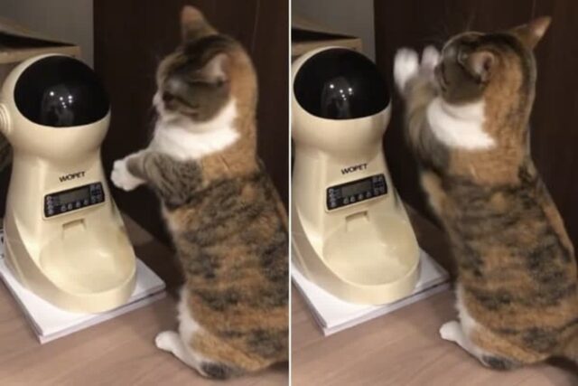 자동 급식기 앞에서 자기 배고프다며 사료 나올 때까지 두 앞발 닳도록 비는 고양이