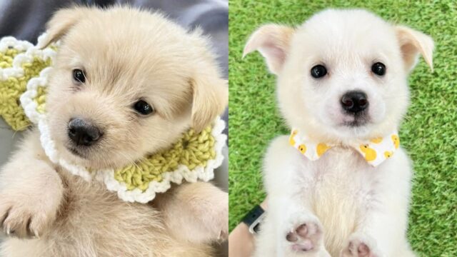보호소 들어온 개성 만점 뽀시래기 삼 형제..’엄마 찾아요’