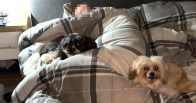 “술 취해 들어온 아빠 깨우러 갔더니 ‘모르는 강아지’ 두 마리가 같이 일어났습니다” (영상)