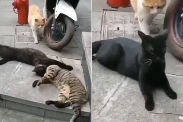 아내가 있는데 겁도 없이 다른 고양이랑 바람 피웠다가 현장 딱 걸린 남편 고양이의 결말