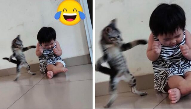 자기보다 몸집 작은 아기 고양이 만만하게 보고 덤볐다가 뜻밖의 버럭에 겁먹은 꼬마 집사