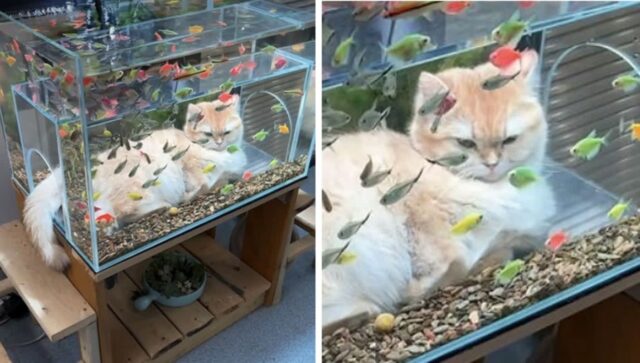 어항에 고양이 빠져 깜짝 놀란 엄마가 황급히 달려갔다가 알게된 ‘어이없는 사실’