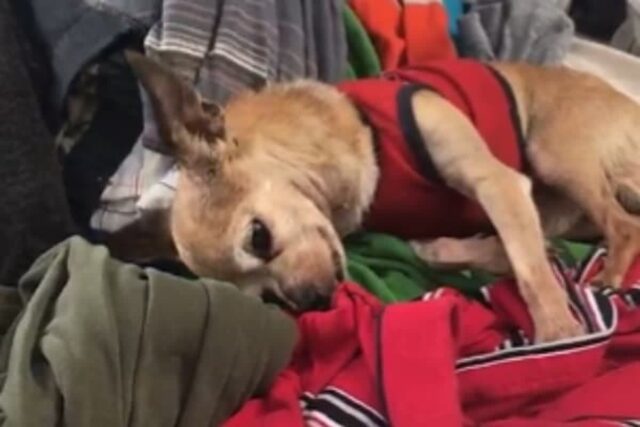 병 때문에 갑자기 세상 떠난 아빠가 살아생전 입었던 옷가지 본 강아지의 가슴 아픈 행동