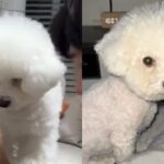 인형에게 개인기를 빼앗긴 강아지의 반응 ‘너 뭐 하자는 건데..?’