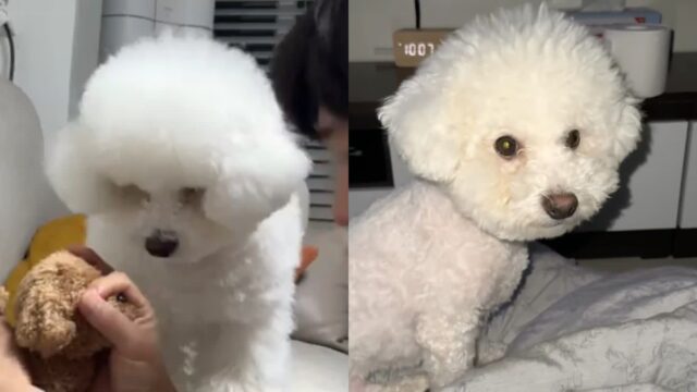 인형에게 개인기를 빼앗긴 강아지의 반응 ‘너 뭐 하자는 건데..?’