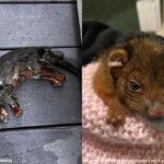 수영장에 떠다니던 힘 없는 ‘털 뭉치’, 따뜻한 물병으로 기적적 회생