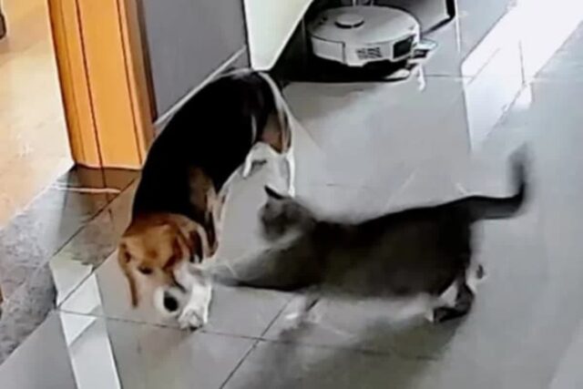 양동이 떨어뜨려서 깨부순 비글 강아지에게 사고 치지 말라며 냥펀치로 참교육한 고양이
