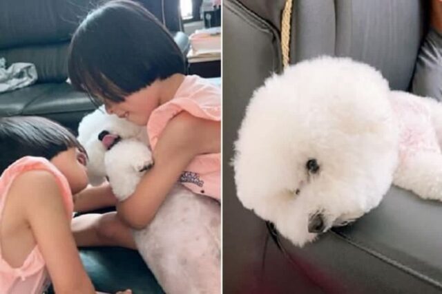 아이들이랑 온종일 놀아준 탓에 지쳤는지 소파에 누워서 “자기 좀 구해달라” 외치는 강아지
