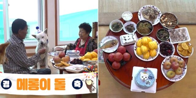 70대 노부부가 ‘반려 손주’ 강아지 위해 손수 차려준 ‘돌잔치 상’ 수준 (영상)